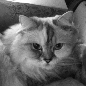 Meet your Posher, Zak